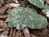 Trichoderma viride image