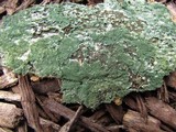 Trichoderma viride image
