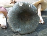 Russula parvovirescens image