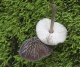 Pluteus thomsonii image