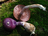Cortinarius iodes image