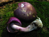Cortinarius iodes image