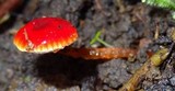 Hygrocybe hypohaemacta image