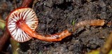 Hygrocybe hypohaemacta image