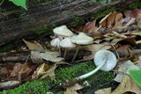 Mycena niveipes image