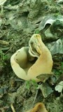 Peziza succosa image