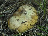 Suillus brevipes image