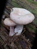 Lactarius subpurpureus image