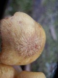 Desarmillaria tabescens image