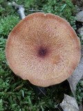 Tricholomopsis flammula image