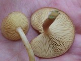 Tricholomopsis flammula image