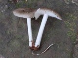 Megacollybia rodmani image