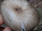 Megacollybia rodmani image