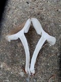 Megacollybia rodmani image