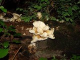 Pleurotus populinus image