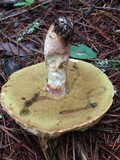 Boletus subcaerulescens image