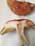 Boletus subcaerulescens image