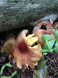 Tricholomopsis rutilans image