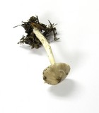 Pluteus petasatus image