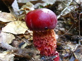 Boletus frostii image