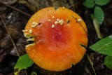 Amanita parcivolvata image