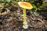 Amanita parcivolvata image