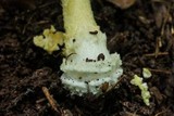 Amanita parcivolvata image