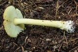 Amanita parcivolvata image