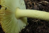 Amanita parcivolvata image