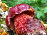 Boletus frostii image