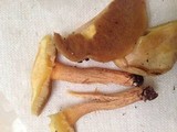 Suillus americanus image