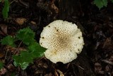 Amanita atkinsoniana image