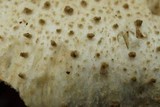 Amanita atkinsoniana image