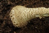 Amanita atkinsoniana image