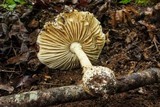 Amanita atkinsoniana image
