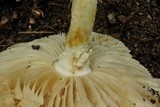 Amanita atkinsoniana image