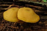 Callistosporium luteo-olivaceum image