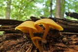 Callistosporium luteo-olivaceum image