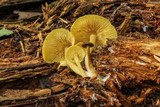 Callistosporium luteo-olivaceum image