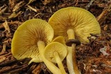 Callistosporium luteo-olivaceum image