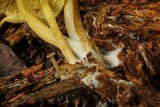 Callistosporium luteo-olivaceum image