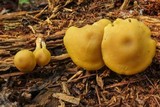 Callistosporium luteo-olivaceum image