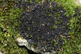 Leptogium lichenoides image