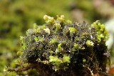 Leptogium lichenoides image