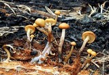 Kuehneromyces lignicola image