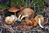 Pholiota highlandensis image