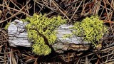 Letharia lupina image