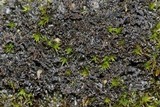 Leptogium lichenoides image