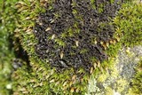 Leptogium lichenoides image