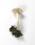 Pluteus petasatus image